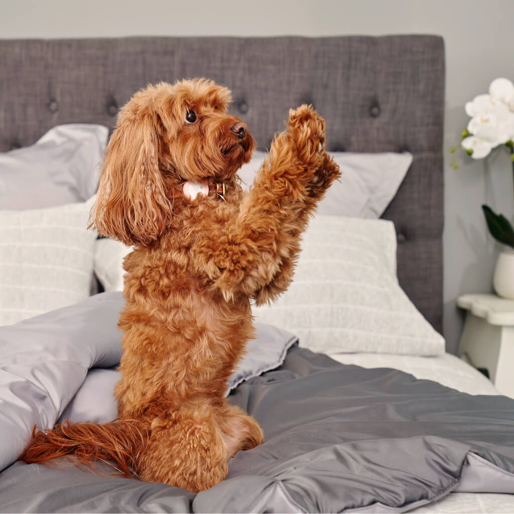 Doggy Doona