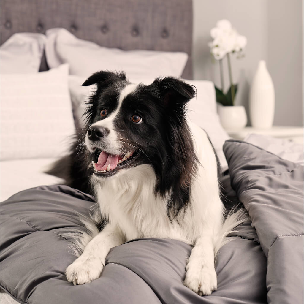 Doggy Doona