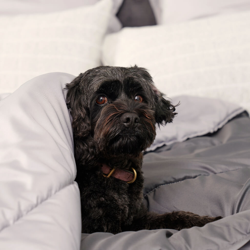 Doggy Doona